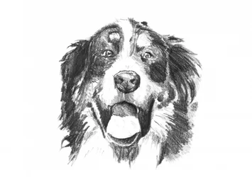 Perro de raza bernesa sonriente