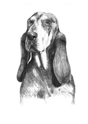 Un basset hound lleno de sentimiento