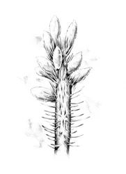 Dibujo botánico de plantas espinosas