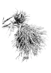 Textura de cardo espinoso