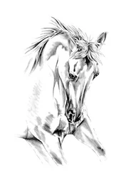 Dibujo de un caballo lleno de vida