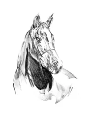 Retrato de un caballo lleno de vida