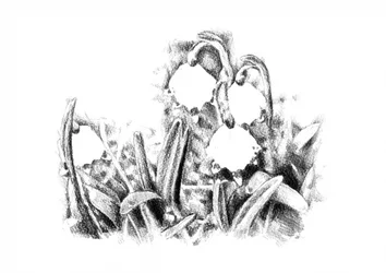 Boceto de una campanilla de invierno