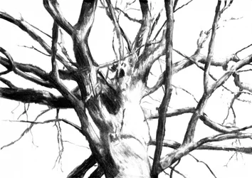 Dibujo de un árbol desnudo y austero