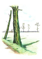 Árboles altos, sombras largas