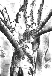 Tronco de árbol con textura