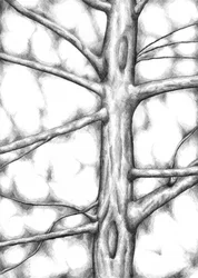 Tronco de árbol con textura