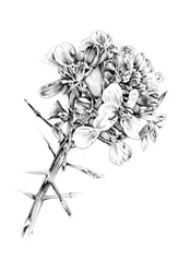 Espinas y flores