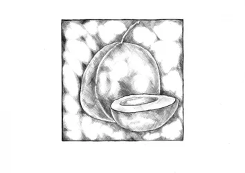 Boceto de una guayaba tropical