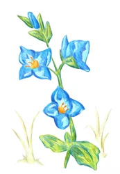 Flores de un azul intenso