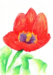 Tulipán rojo intenso