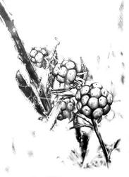 Boceto de bayas silvestres