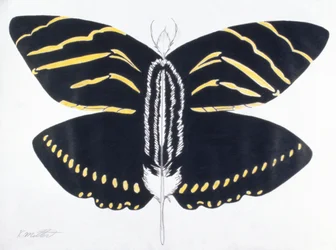 Mariposa emplumada, 2004 (lápiz de color sobre papel)