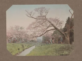 Personas y cerezos en flor a ambos lados de un arroyo en Koganei, Tokio, Japón