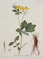 Celidonium Majus de Phytographie Medicale por Joseph Roques, publicado en 1821