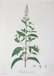 Mentha Piperita de 