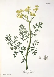 Ruda de 