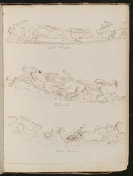 Tres estudios de caballos galopando libremente
