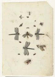 Libélulas e insectos voladores