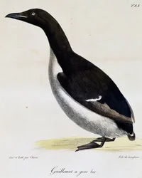 Arao de Brünnich, de Voyage pittoresque autour du monde