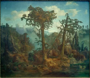 Viejos pinos