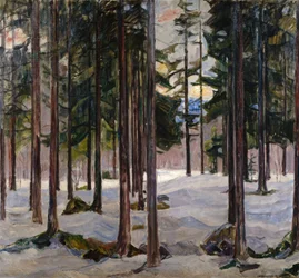 Árboles en luz de invierno