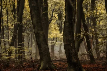 Bosque otoñal envuelto en niebla