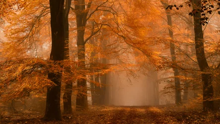 Sendero en un bosque otoñal envuelto en niebla