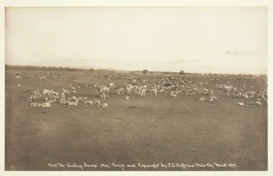 El campamento de corderos