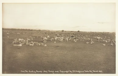 El campamento de corderos