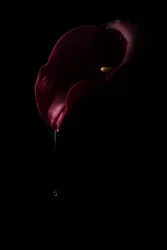 Calla Drop rojo intenso