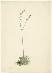 Aloe en flor