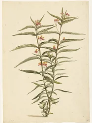 Flor ferruginosa (Asclepias curassavica)