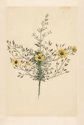 Rosa Celeste