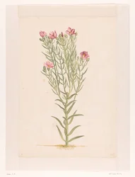 Planta con flores rosas (título en el objeto)