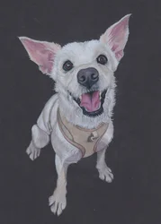 Fluffy , 2025 (lápiz de color sobre papel entonado)