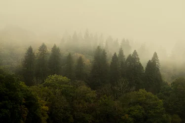 Bosque Nuboso, 2024 (foto)