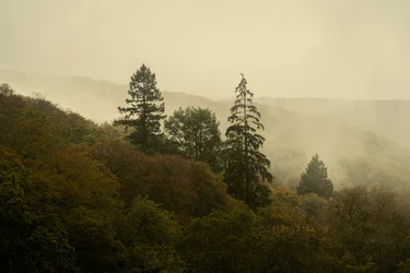 Bosque Nuboso III, 2024 (foto)