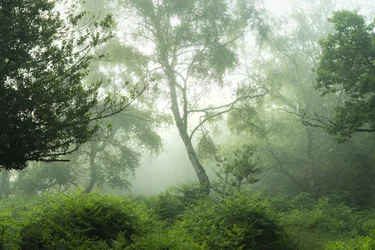 Ecos en verde, 2024 (foto)
