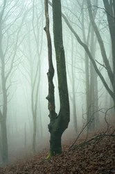 Bosques olvidados, 2024 (foto)
