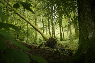 Árbol centinela, 2024 (foto)