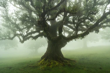 Cuentos del bosque, 2025 (foto)