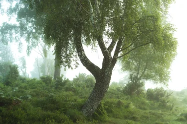 Cuentos del bosque III, 2024 (foto)