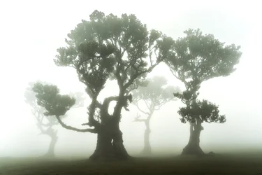 Los restos del bosque, 2023 (foto)