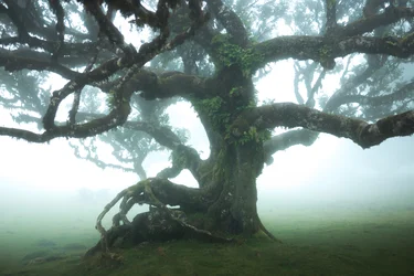 Los restos del bosque IIII, 2023 (foto)