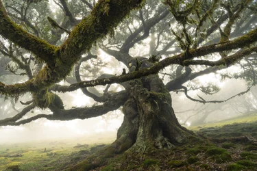 Los restos del bosque II, 2023 (foto)