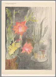 Macetas con cactus y planta en flor