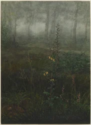 Gordolobo gris en el sotobosque