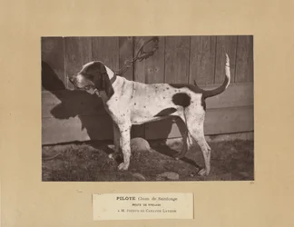 Pilote, perro de Saintonge, jauría de Virelade, A.M. Joseph de Carayon Latour