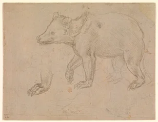 Un oso caminando